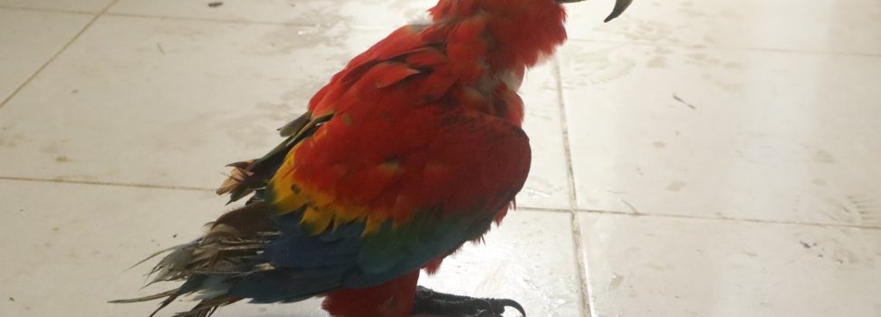 ASOCARS respalda actuaciones de autoridades frente a caso de tenencia y tráfico ilegal de fauna silvestre en Putumayo