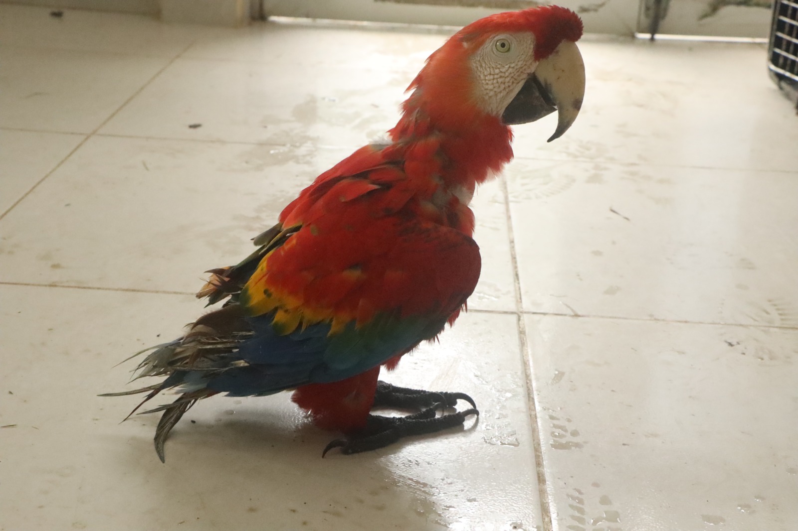 ASOCARS respalda actuaciones de autoridades frente a caso de tenencia y tráfico ilegal de fauna silvestre en Putumayo