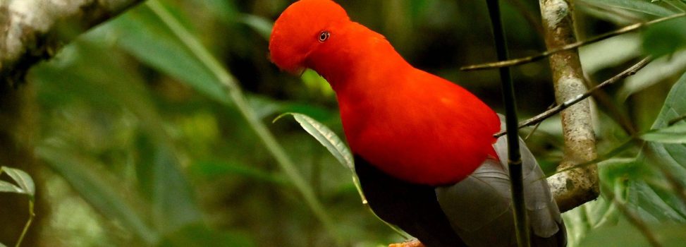 LA LEONERA, UN SANTUARIO DE LOS GALLITOS DE ROCA