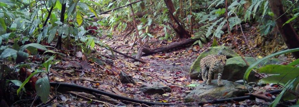 CINCO ESPECIES DE FELINOS SILVESTRES FUERON REGISTRADAS EN BUENAVENTURA GRACIAS A LA RED OTUS DE CÁMARAS TRAMPA