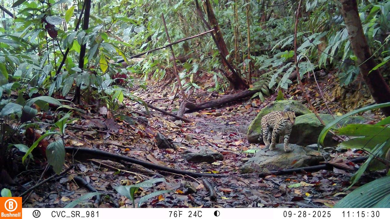 CINCO ESPECIES DE FELINOS SILVESTRES FUERON REGISTRADAS EN BUENAVENTURA GRACIAS A LA RED OTUS DE CÁMARAS TRAMPA