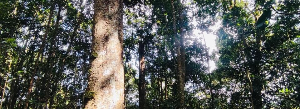 El Huila protege la mayor población de roble negro de Colombia