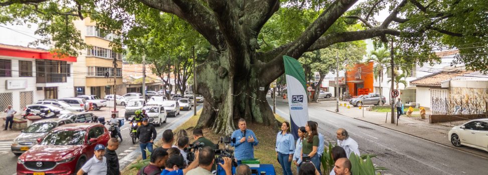 CVC LE ENTREGÓ A CALI INVENTARIO DE 500 ÁRBOLES PATRIMONIALES
