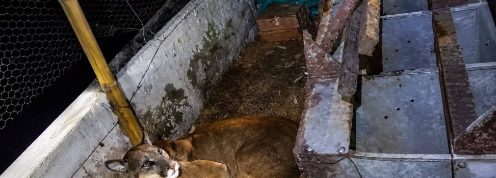 HALLAN PUMA EN AVÍCOLA DE PALMIRA Y TRABAJADORES LO AHUYENTAN SIN HACERLE DAÑO