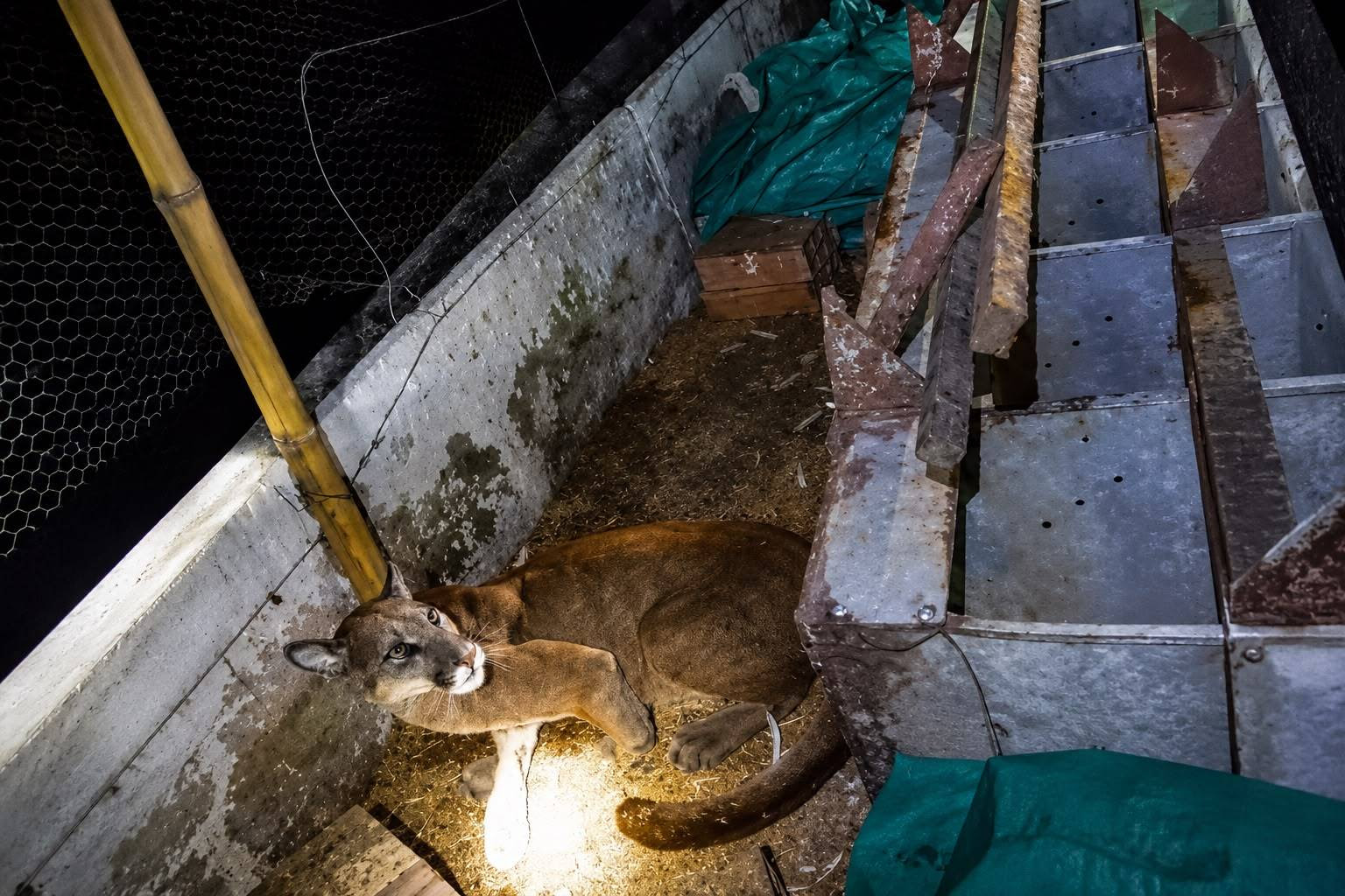 HALLAN PUMA EN AVÍCOLA DE PALMIRA Y TRABAJADORES LO AHUYENTAN SIN HACERLE DAÑO