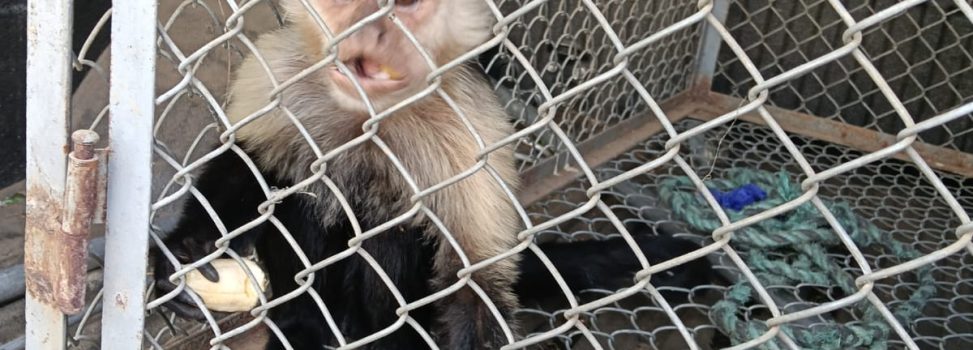 MONO CAPUCHINO FUE RESCATADO EN ZONA RURAL DE DAGUA