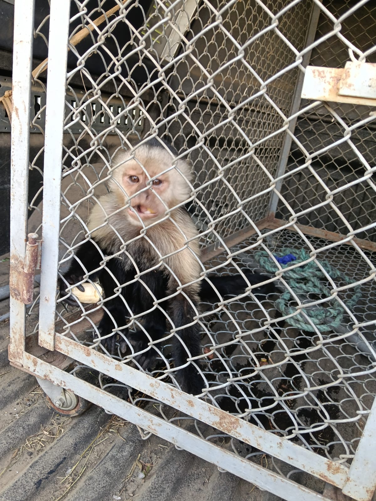 MONO CAPUCHINO FUE RESCATADO EN ZONA RURAL DE DAGUA