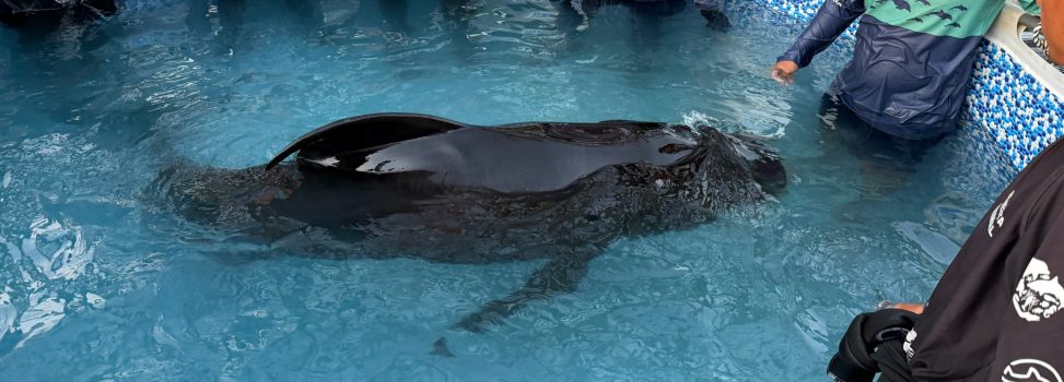 CENTRO DE RESCATE DE FAUNA MARINA ATIENDE VARAMIENTO DE DELFÍN CALDERÓN EN TAGANGA