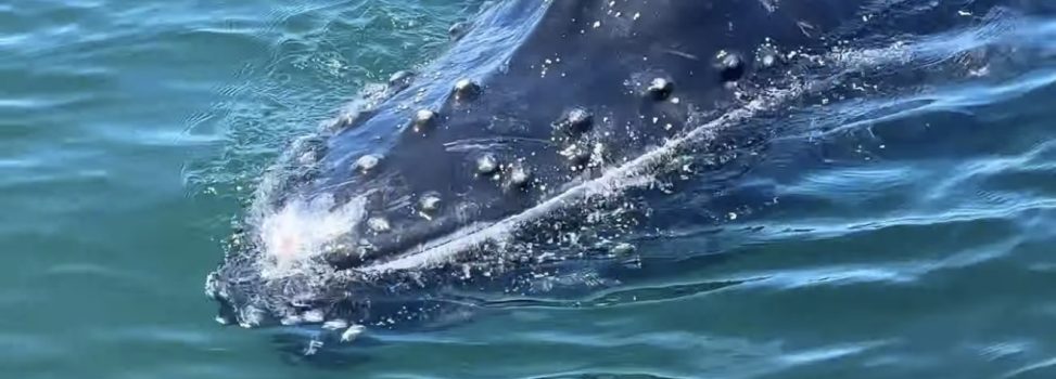EL PACÍFICO VALLECAUCANO RECIBE A LAS BALLENAS JOROBADAS