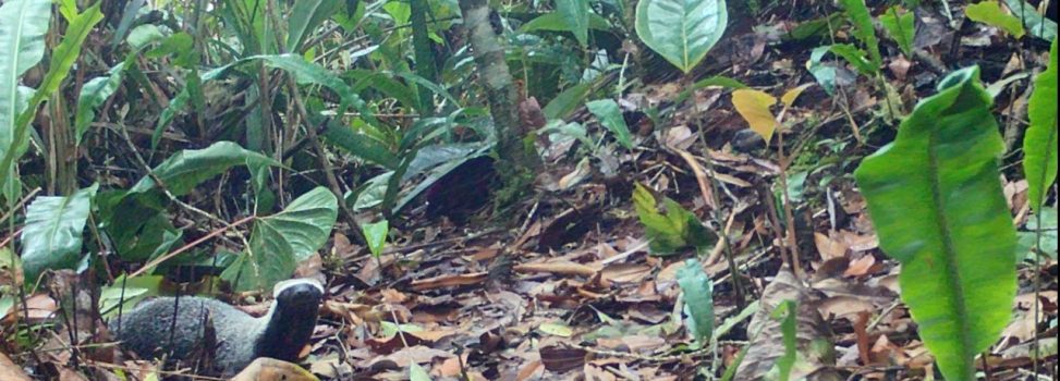 Tres nuevos registros de fauna silvestre para el Huila