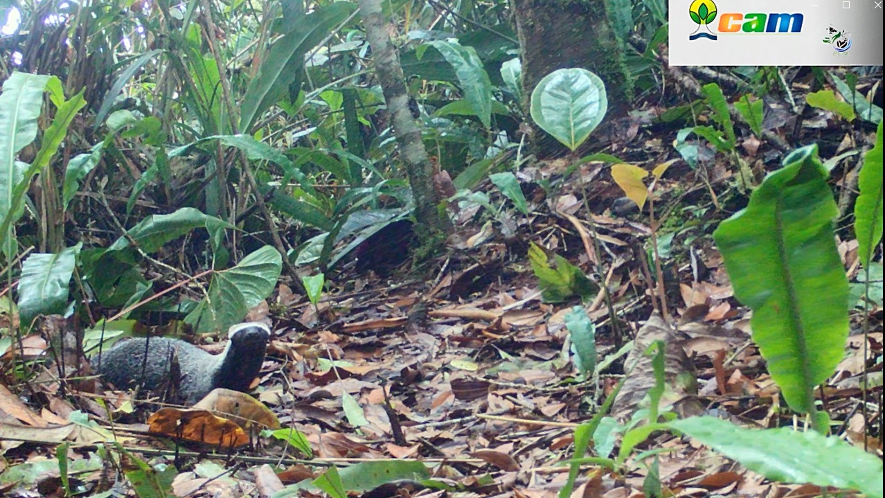 Tres nuevos registros de fauna silvestre para el Huila