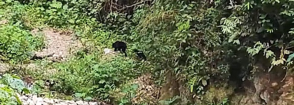 Una nueva generación de osos andinos crece en el Huila