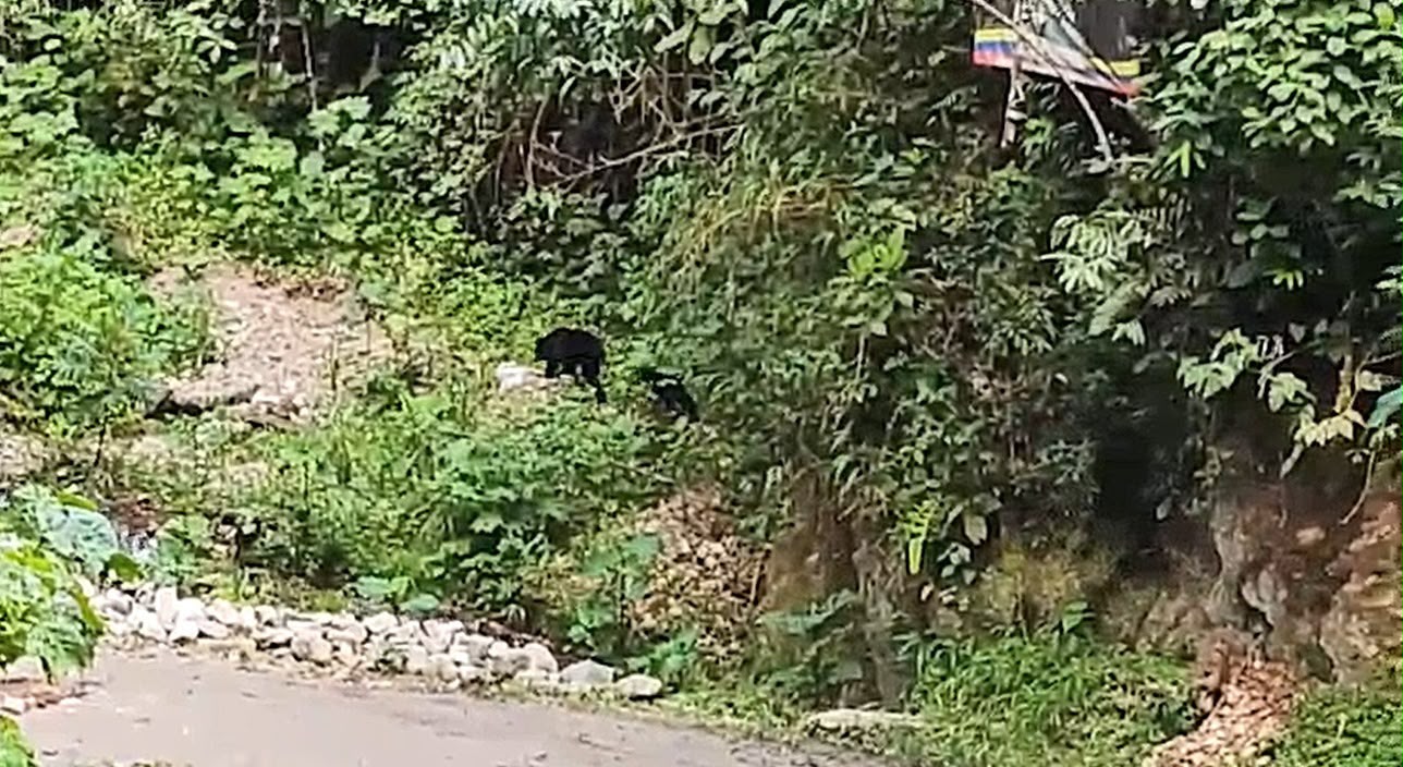 Una nueva generación de osos andinos crece en el Huila