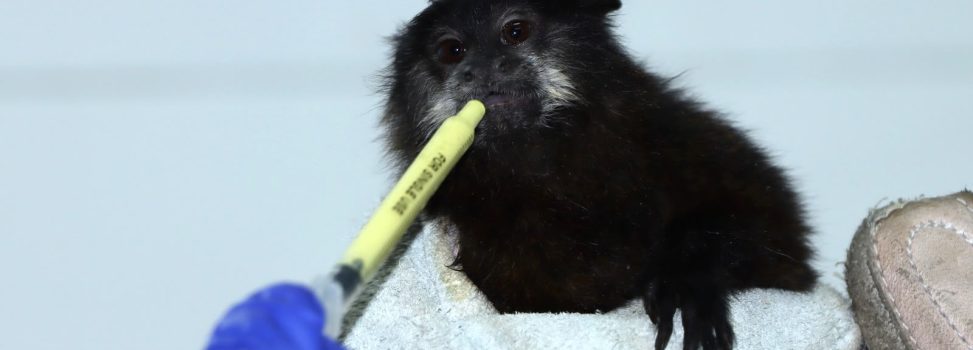 La CAM logró rescatar a segundo mono titi amazónico en el Huila