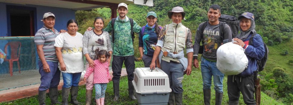 Devuelven a su nido a polluelo de águila real de montaña en el Huila