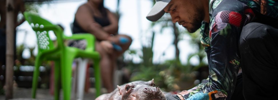 Un hipopótamo recién nacido fue rescatado tras serhallado solo y en estado crítico en Puerto Nare
