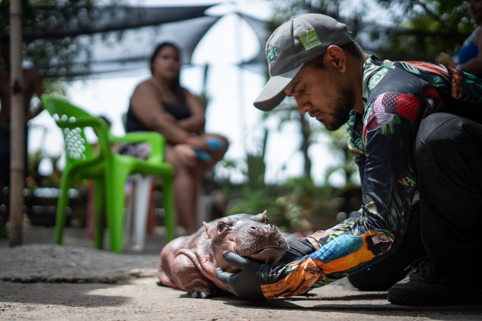 Un hipopótamo recién nacido fue rescatado tras serhallado solo y en estado crítico en Puerto Nare
