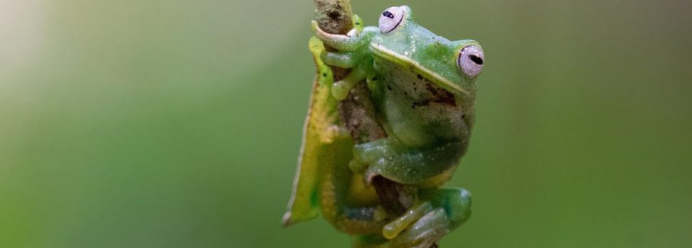 El Huila logra tres nuevos registros de ranas