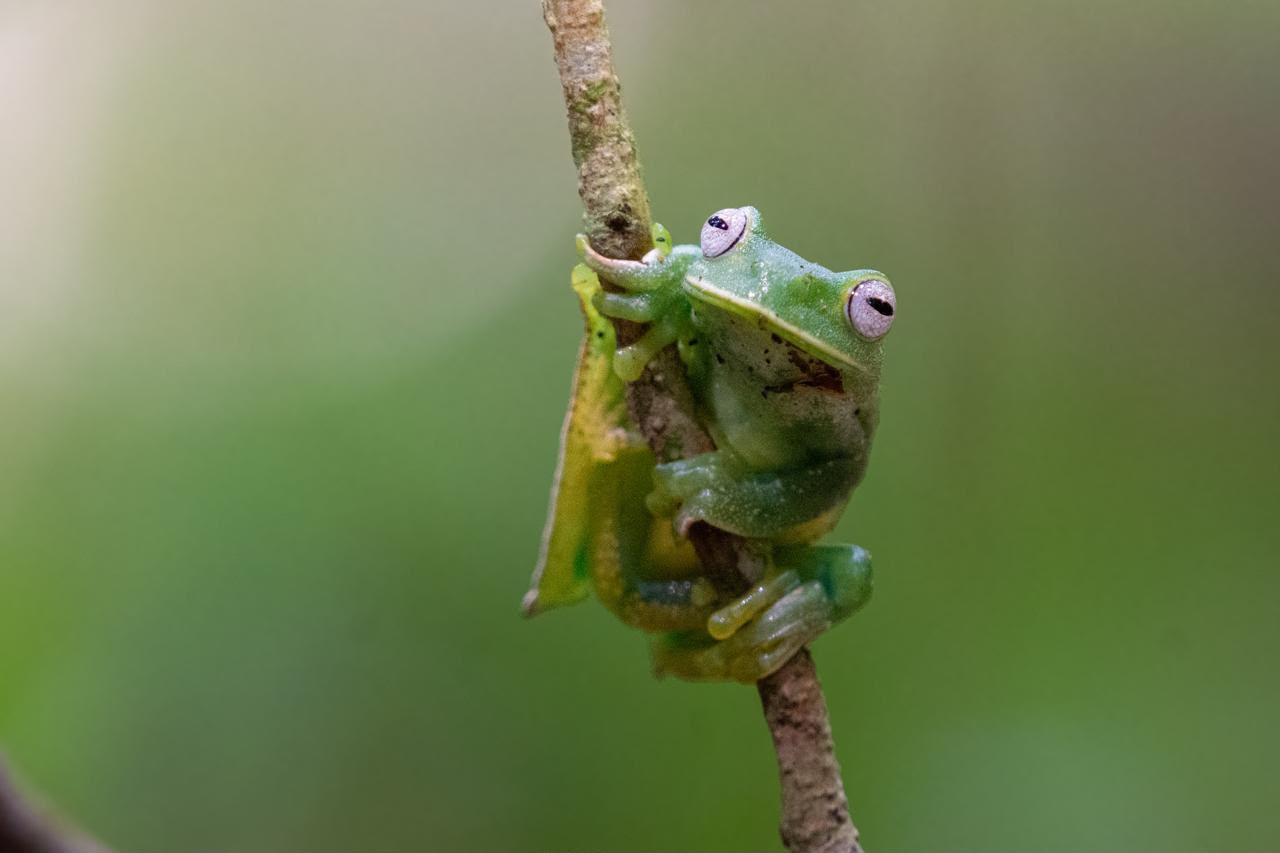 El Huila logra tres nuevos registros de ranas