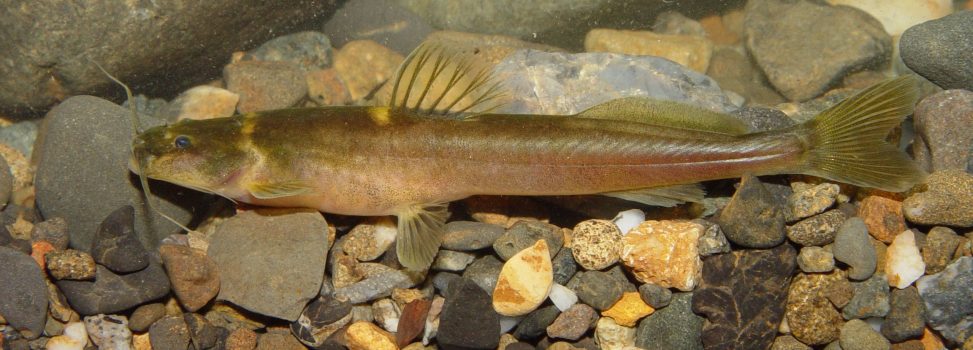 DOS HALLAZGOS CIENTÍFICOS REVELAN NUEVAS ESPECIES DE PECES ÚNICAS DEL ALTO CAUCA