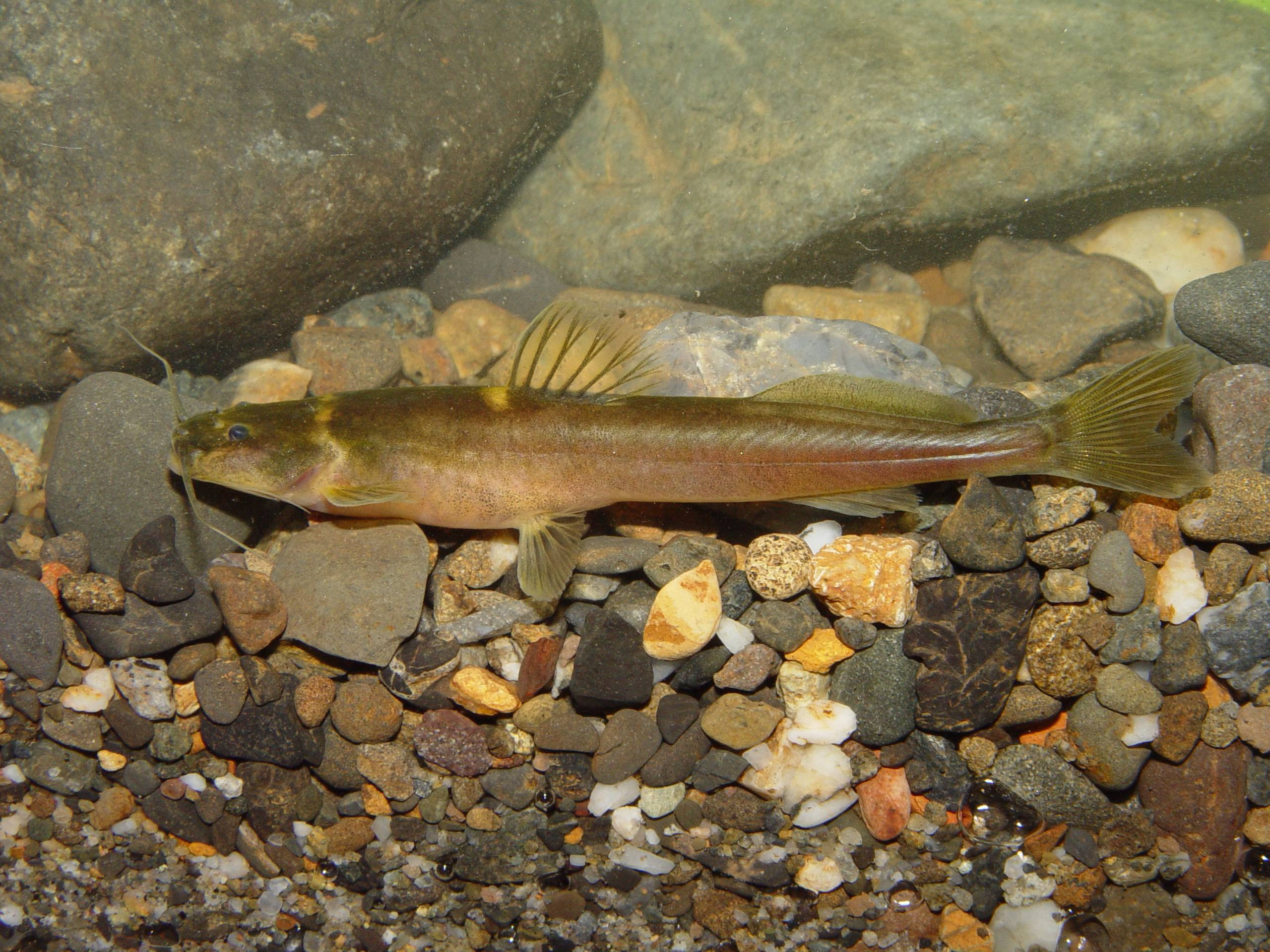 DOS HALLAZGOS CIENTÍFICOS REVELAN NUEVAS ESPECIES DE PECES ÚNICAS DEL ALTO CAUCA