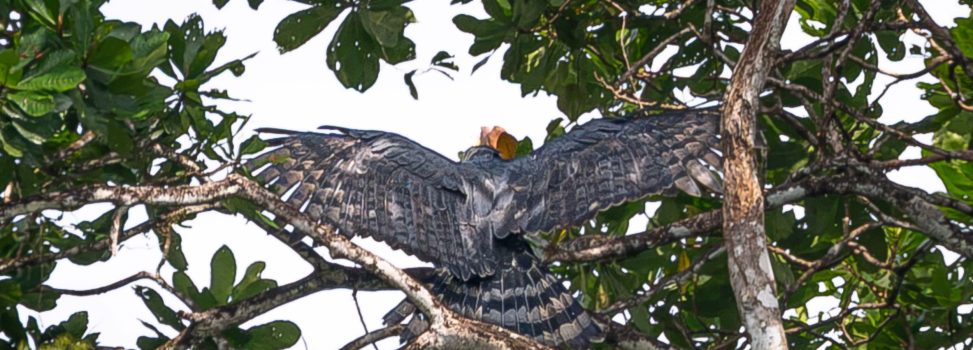 REGISTRAN POR PRIMERA VEZ UN ÁGUILA ARPÍA EN EL VALLE DEL CAUCA