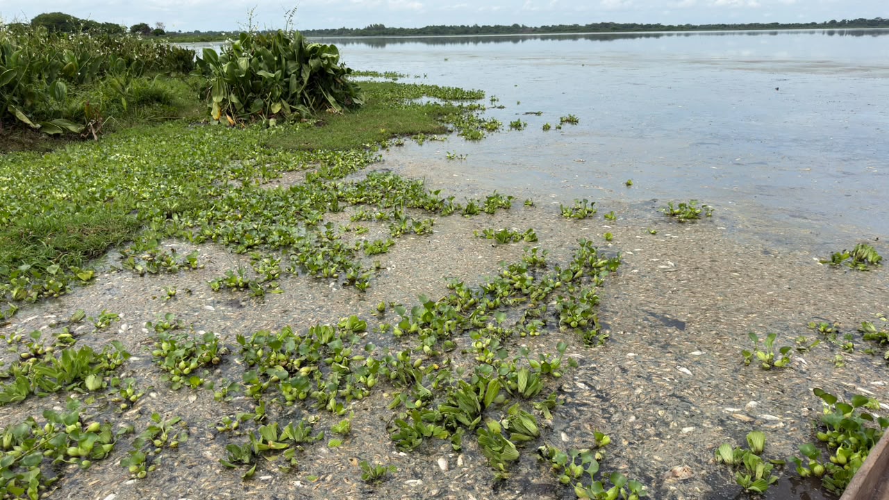 CORPAMAG ATIENDE MORTANDAD DE PECES EN LA CIÉNAGA LA TESCA, EN EL MUNICIPIO DE GUAMAL