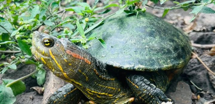 CVC RESCATÓ A 37 TORTUGAS EN ZONA RURAL DE CARTAGO