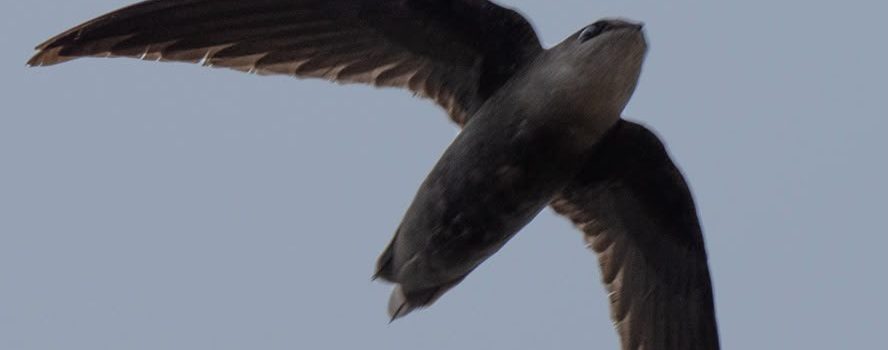 Dos nuevos registros de aves para el Huila