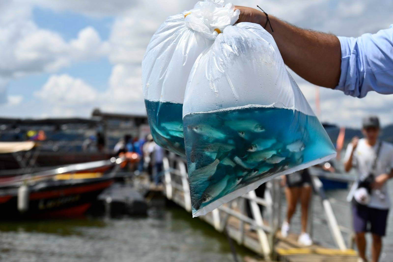 CVC SEMBRÓ 100 MIL ALEVINOS PARA REPOBLAR EL EMBALSE CALIMA